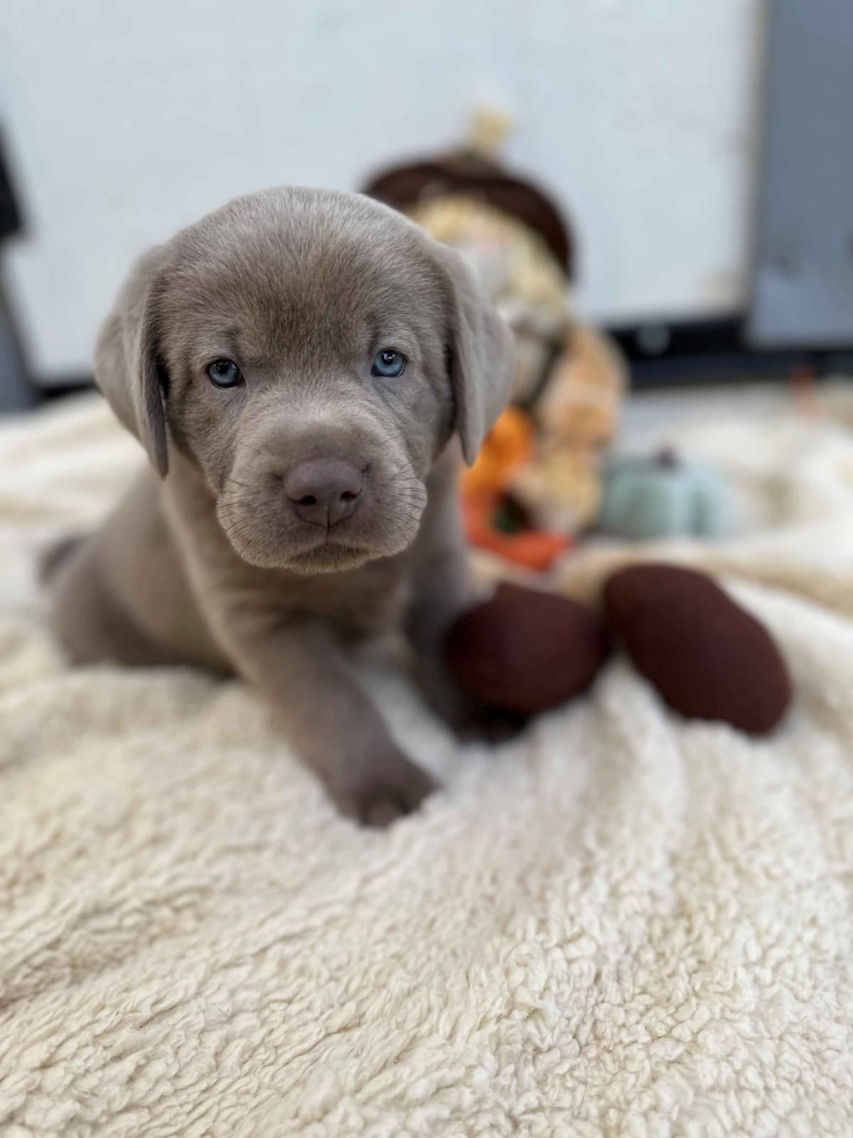 Labrador Retriever Puppies breeder image 1