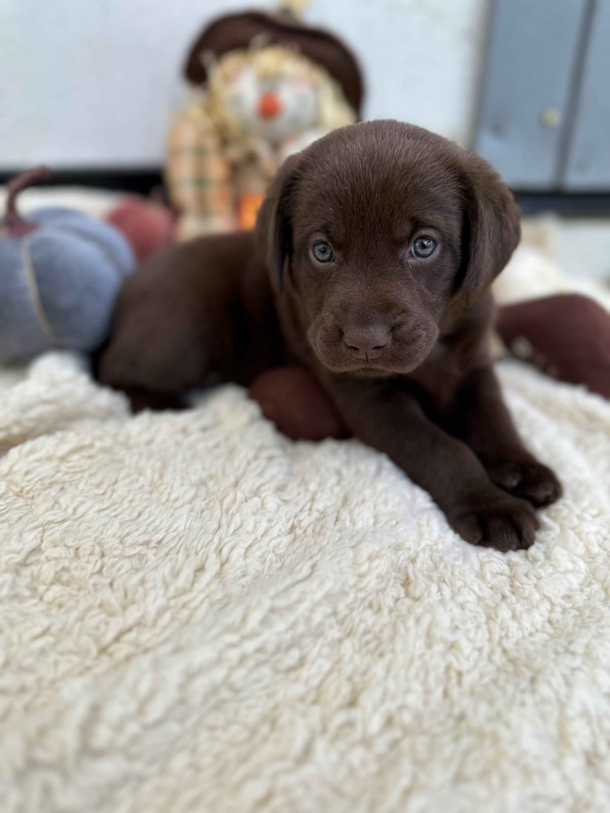 Labrador Retriever Puppies breeder image 3