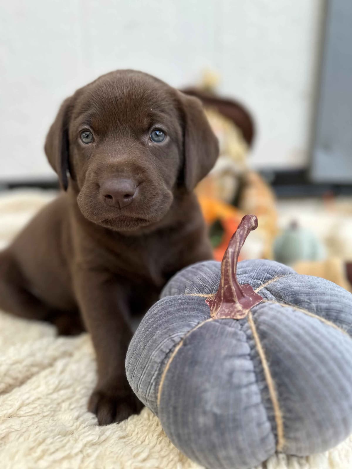 Labrador Retriever Puppies breeder image 6