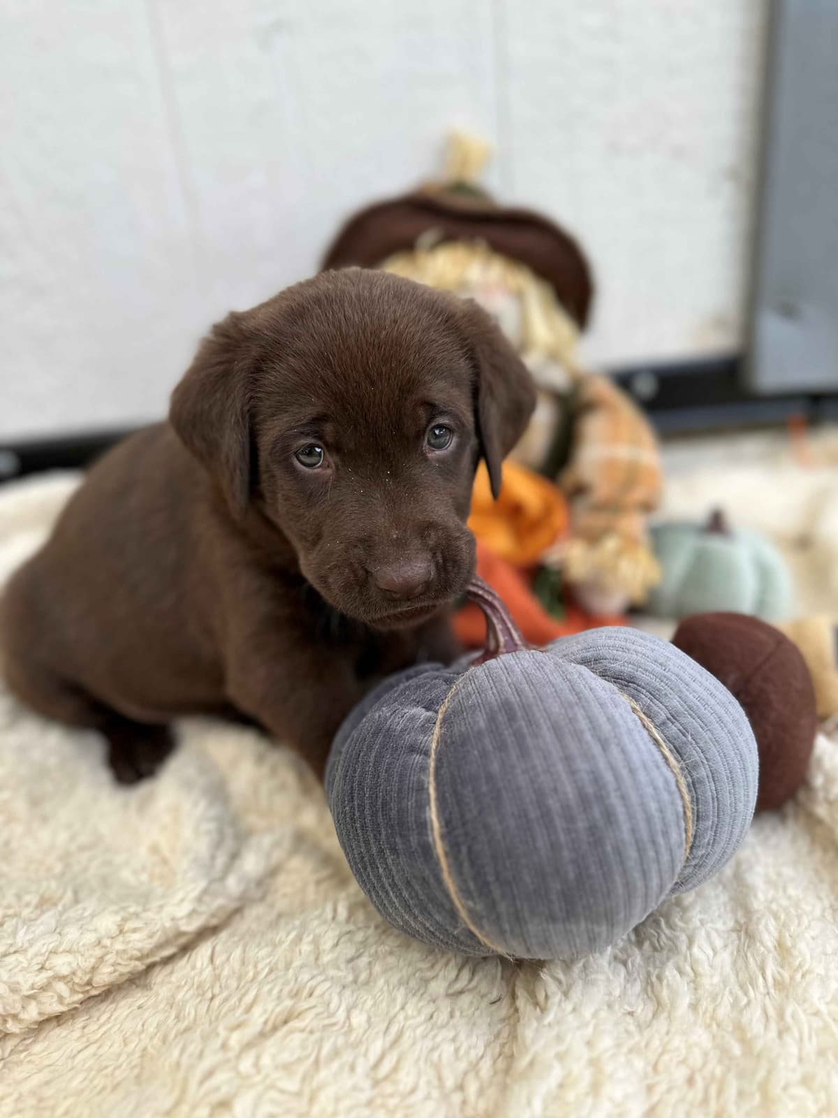 Labrador Retriever Puppies breeder image 7