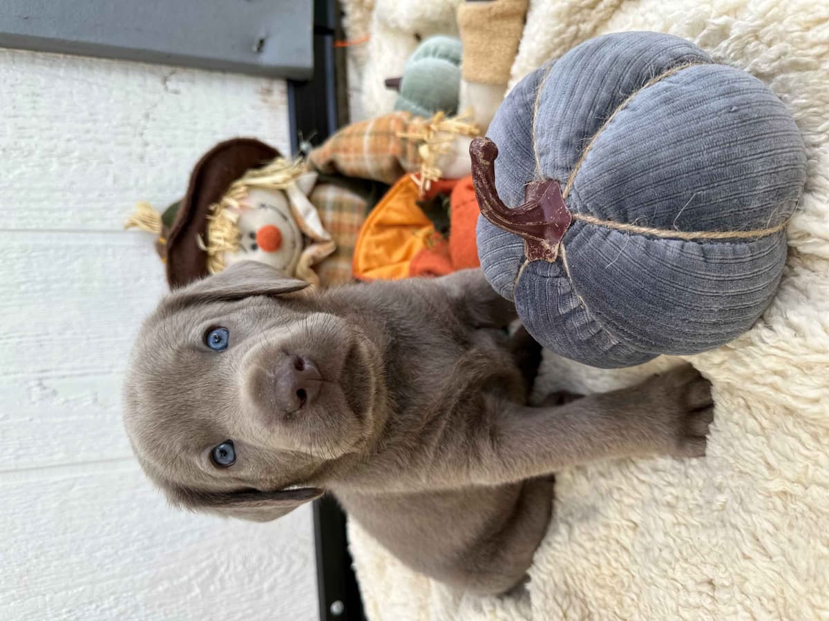 Labrador Retriever Puppies breeder image 5