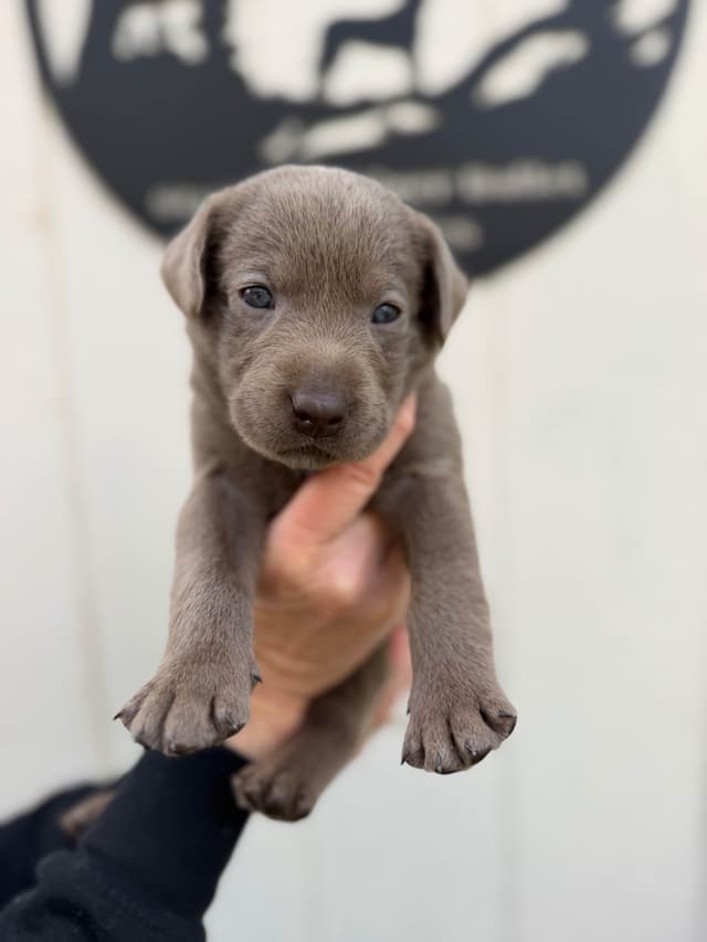 Labrador Retriever Puppies media 2
