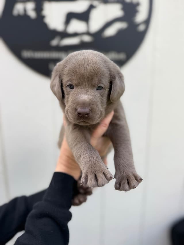 Labrador Retriever Puppies media 3