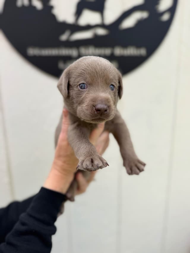 Labrador Retriever Puppies media 4