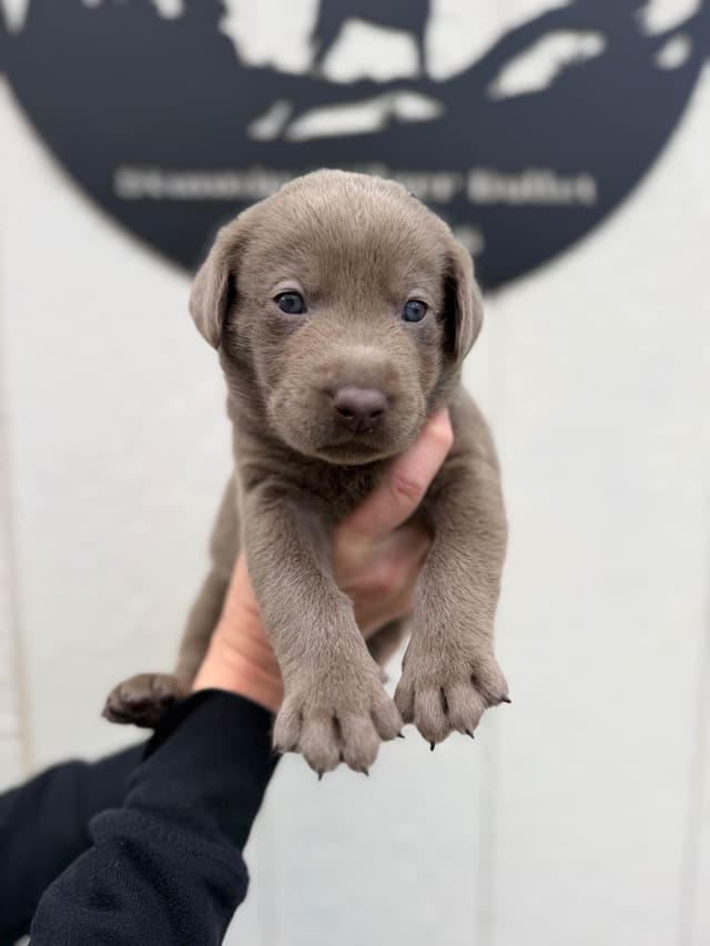Labrador Retriever Puppies media 6