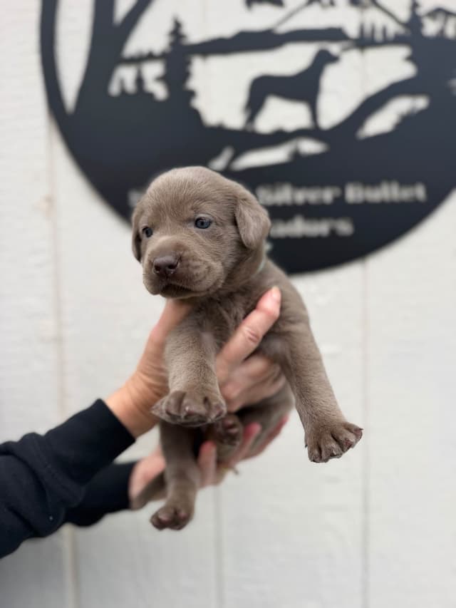 Labrador Retriever Puppies media 5