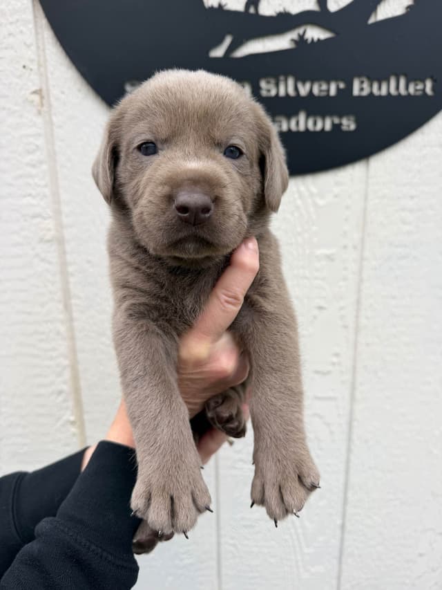 Labrador Retriever Puppies media 8