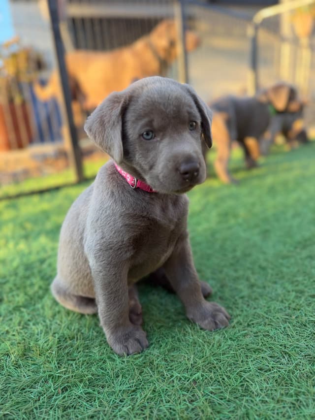 Labrador Retriever Puppies media 11