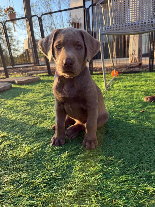 Labrador Retriever Puppies media 15