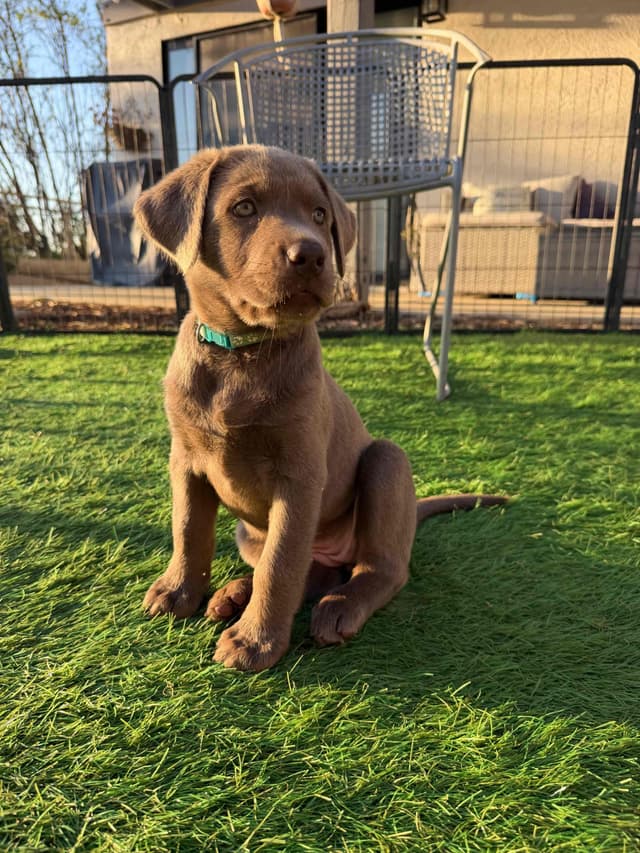 Labrador Retriever Puppies media 14