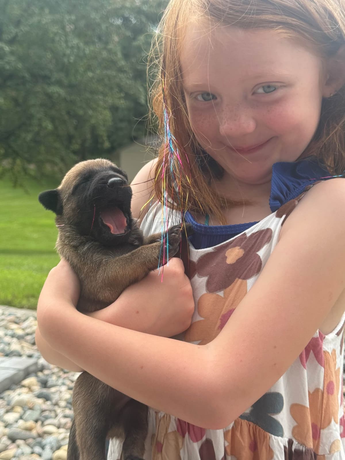 Belgian Malinois Puppies breeder image 2