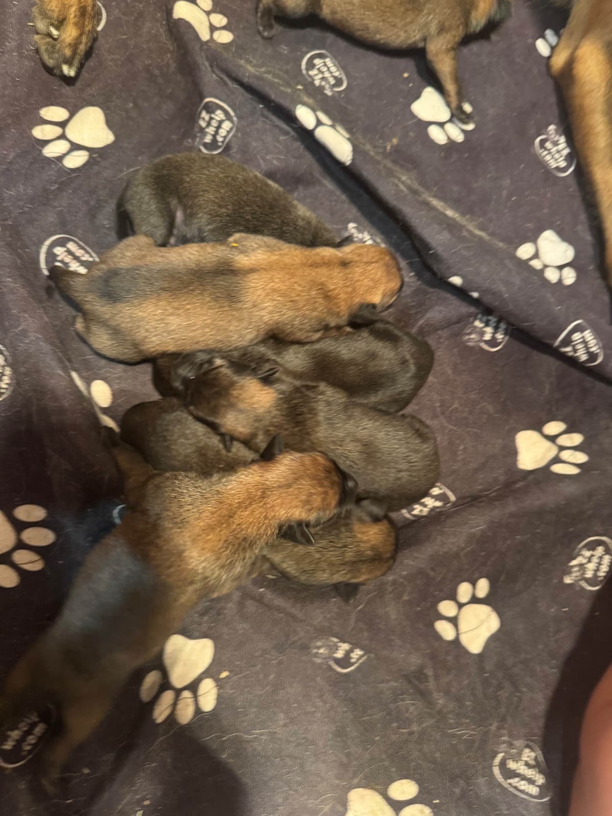 Belgian Malinois Puppies breeder image 3