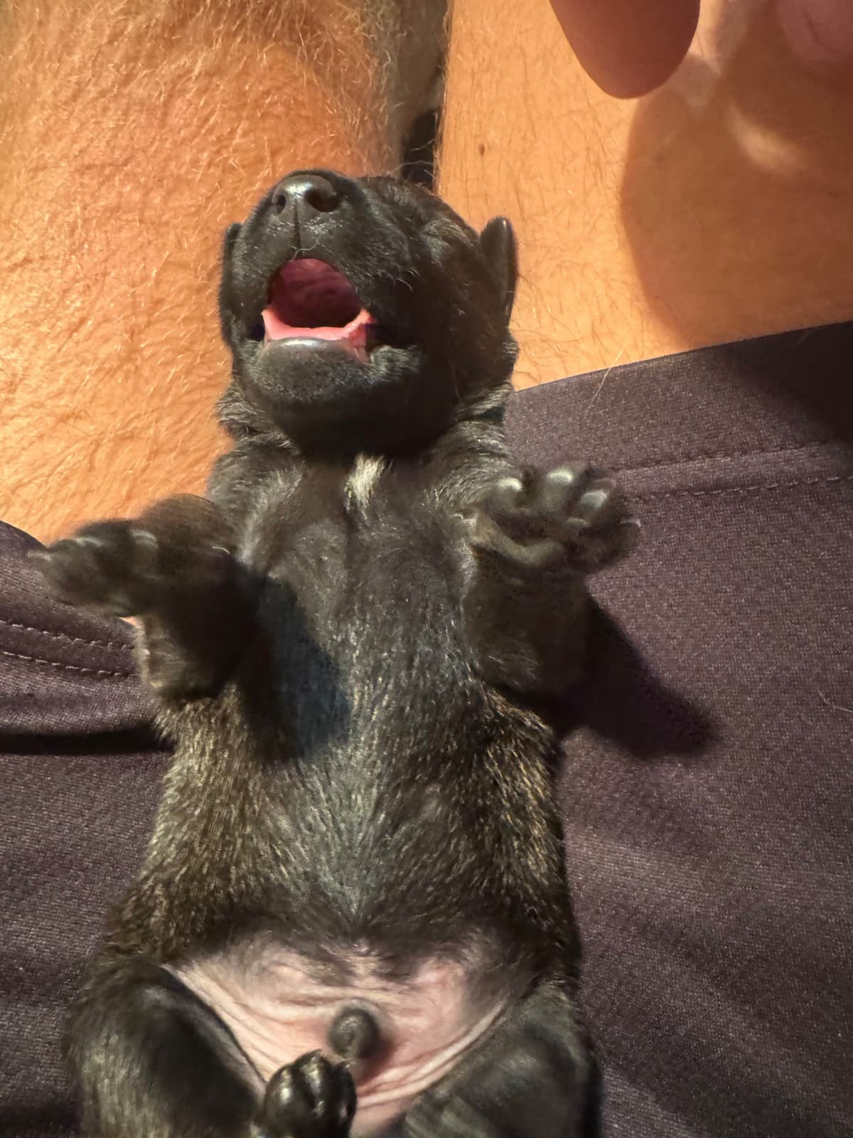Belgian Malinois Puppies breeder image 4