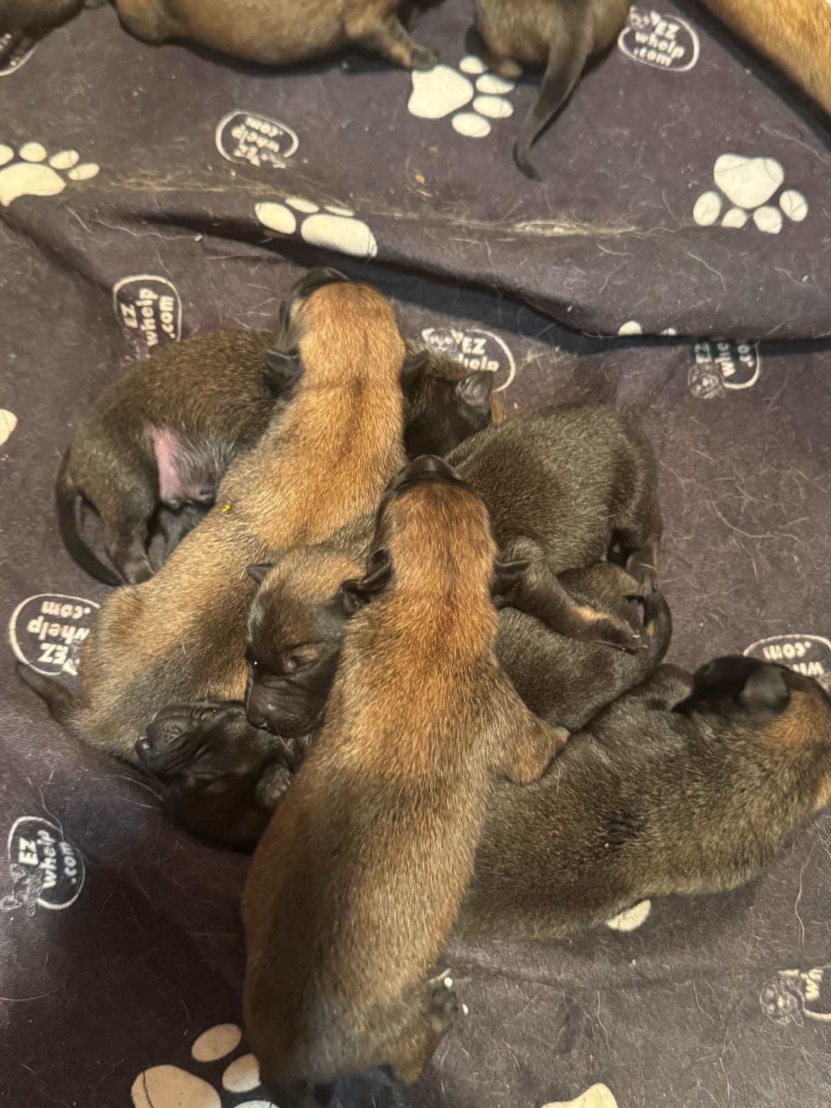 Belgian Malinois Puppies breeder image 5