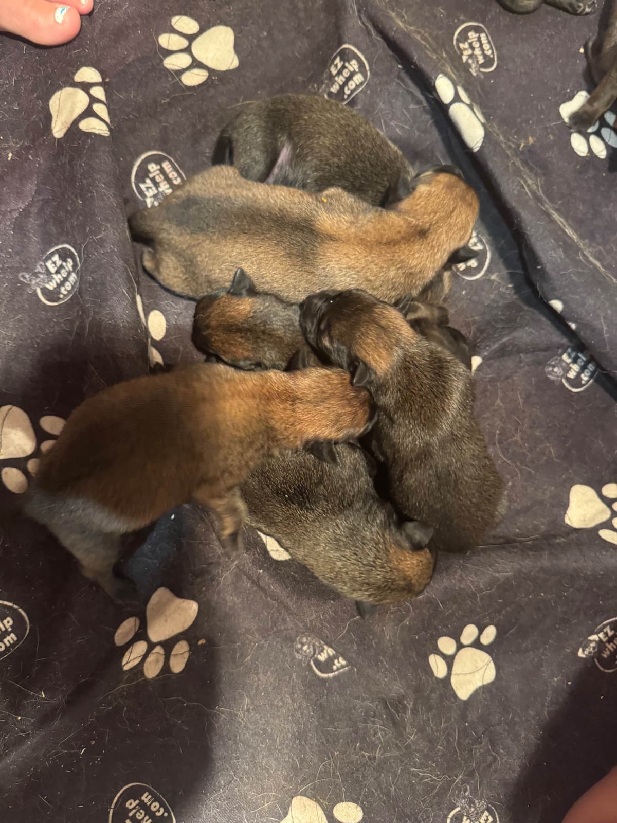 Belgian Malinois Puppies breeder image 7