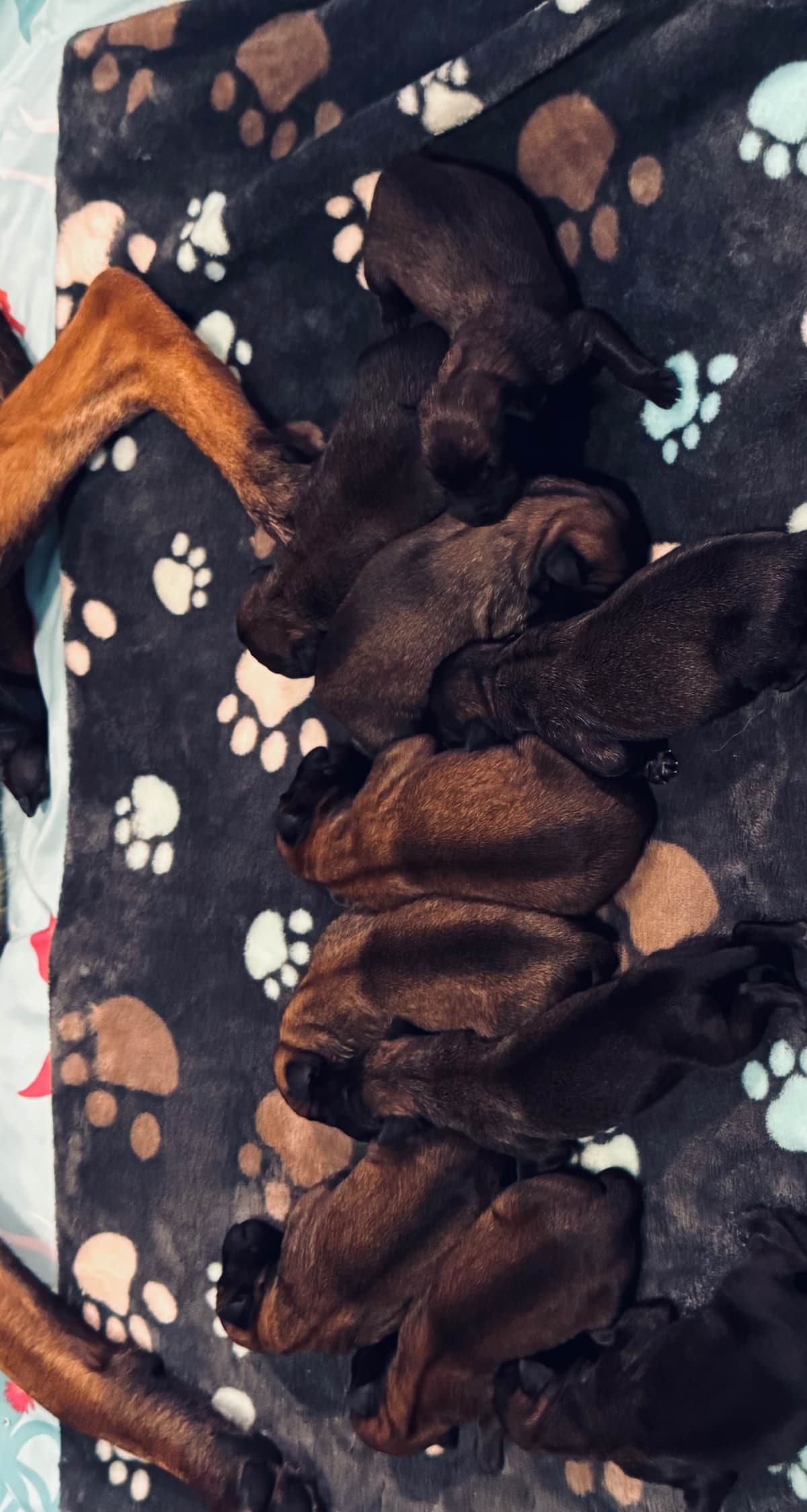 Belgian Malinois Puppies breeder image 8