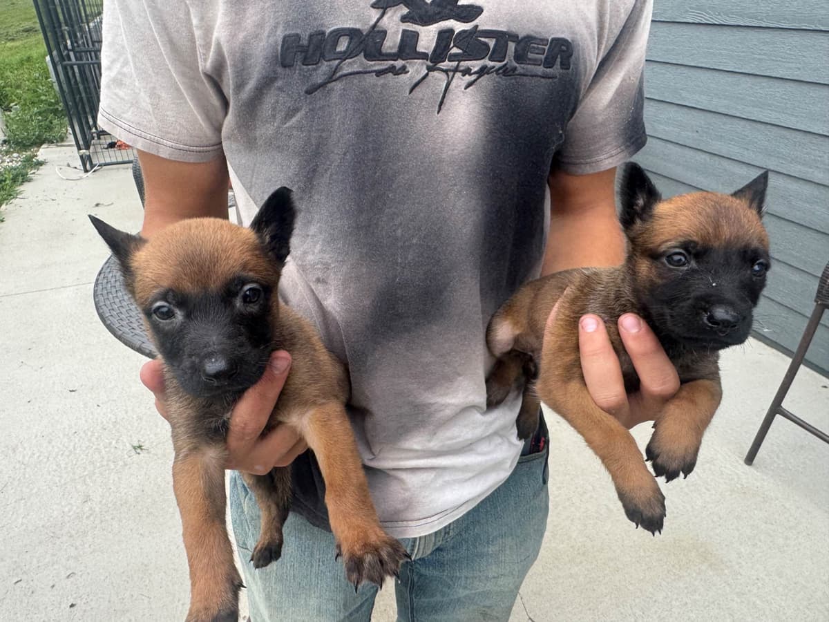 Belgian Malinois Puppies breeder image 9