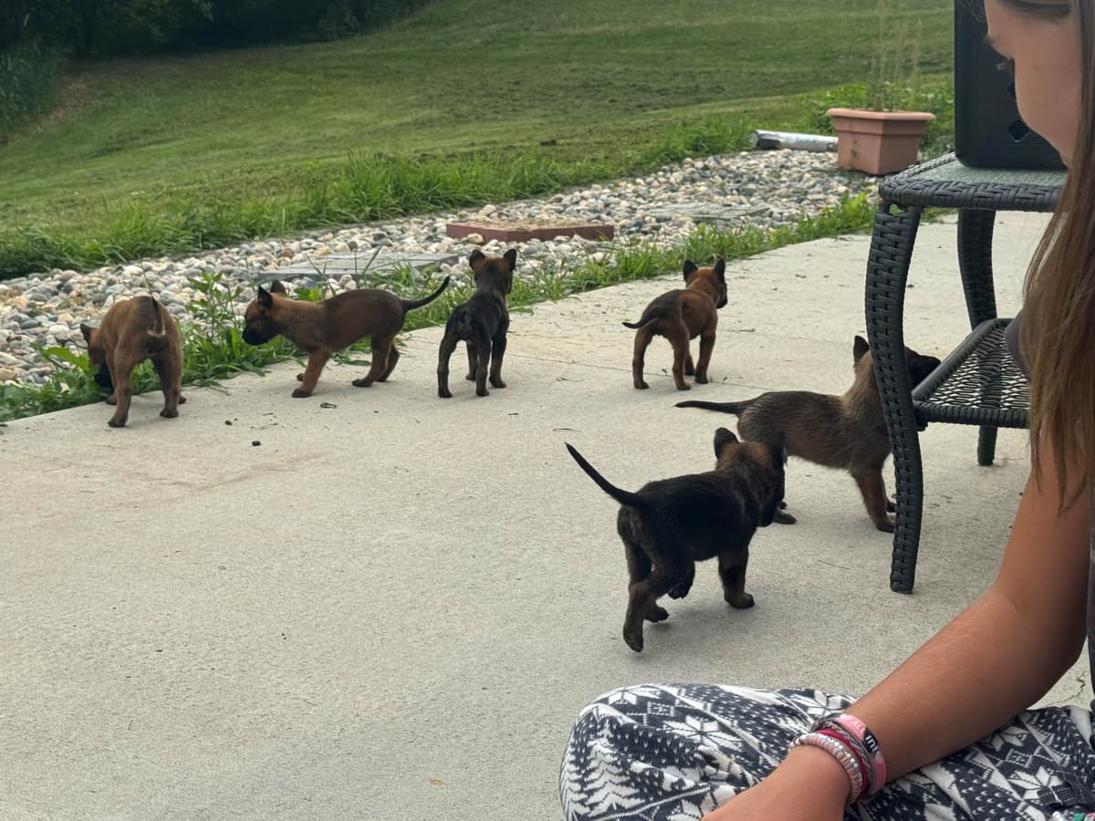 Belgian Malinois Puppies breeder image 10