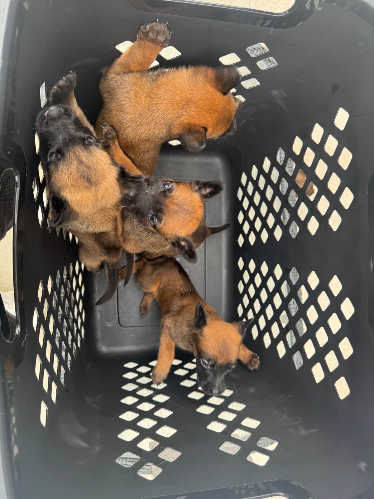 Belgian Malinois Puppies breeder image 12