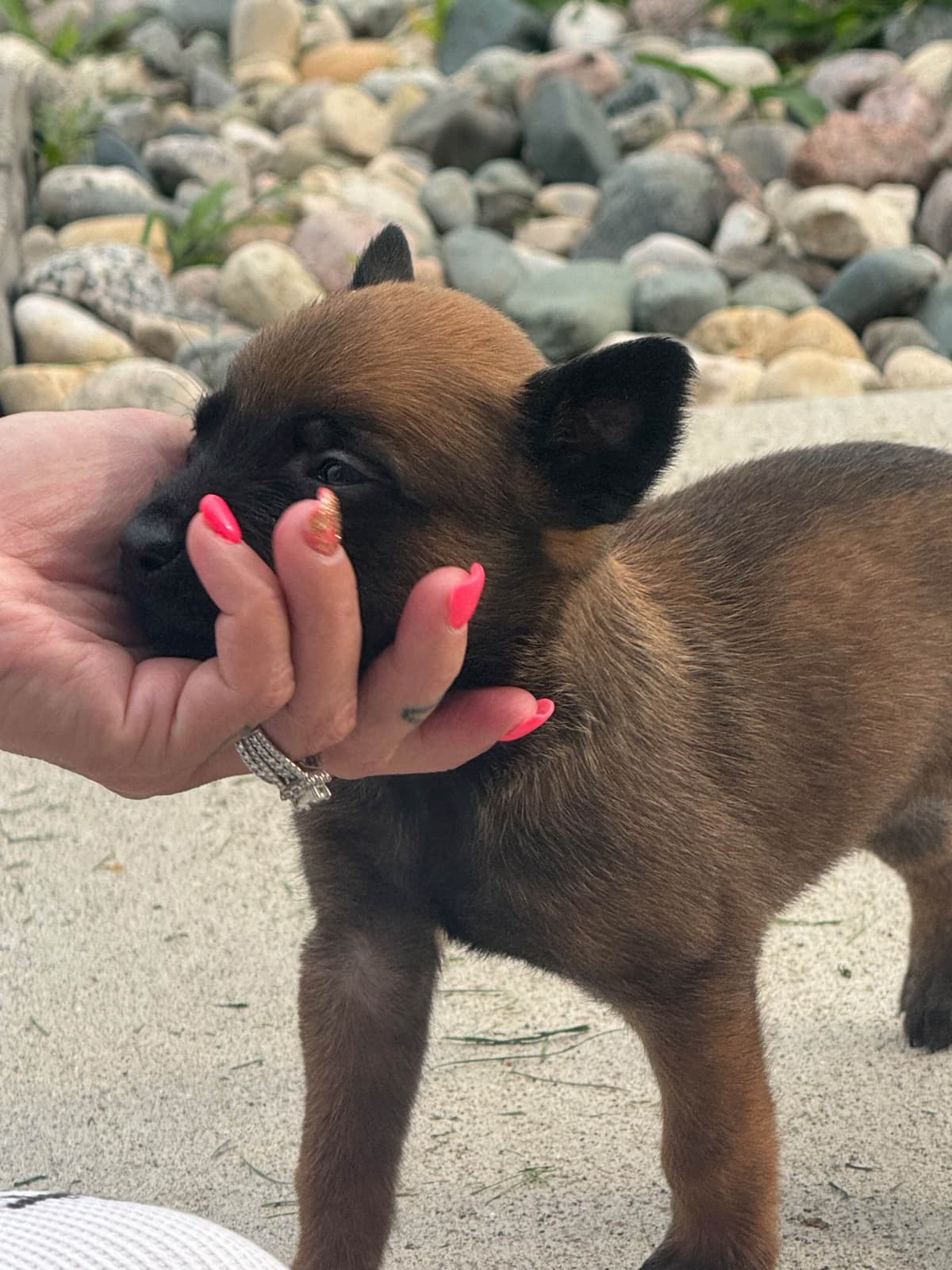Belgian Malinois Puppies breeder image 13
