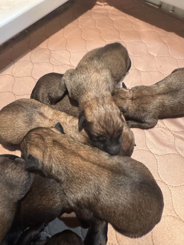Belgian Malinois Puppies media 4