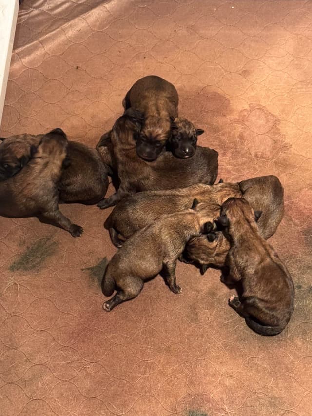 Belgian Malinois Puppies media 2