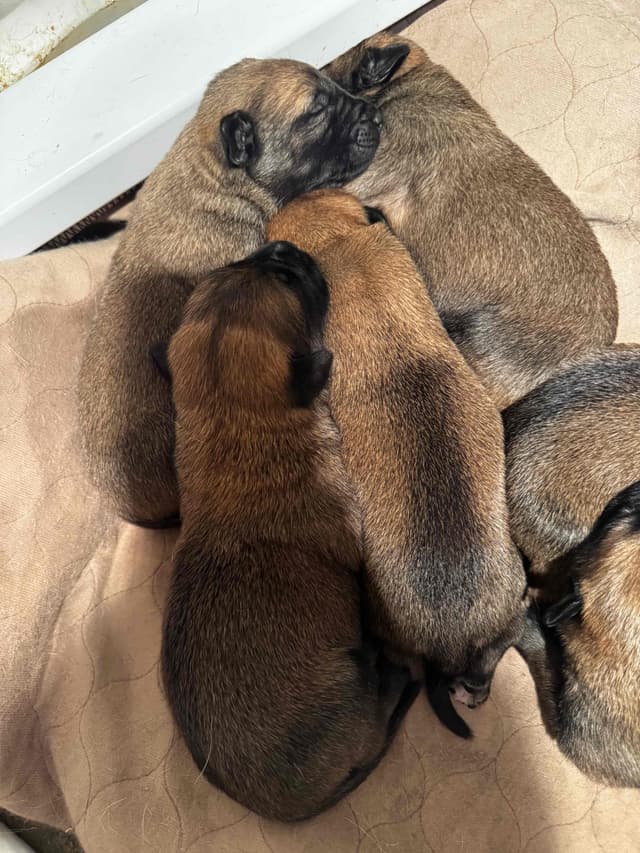 Belgian Malinois Puppies media 7