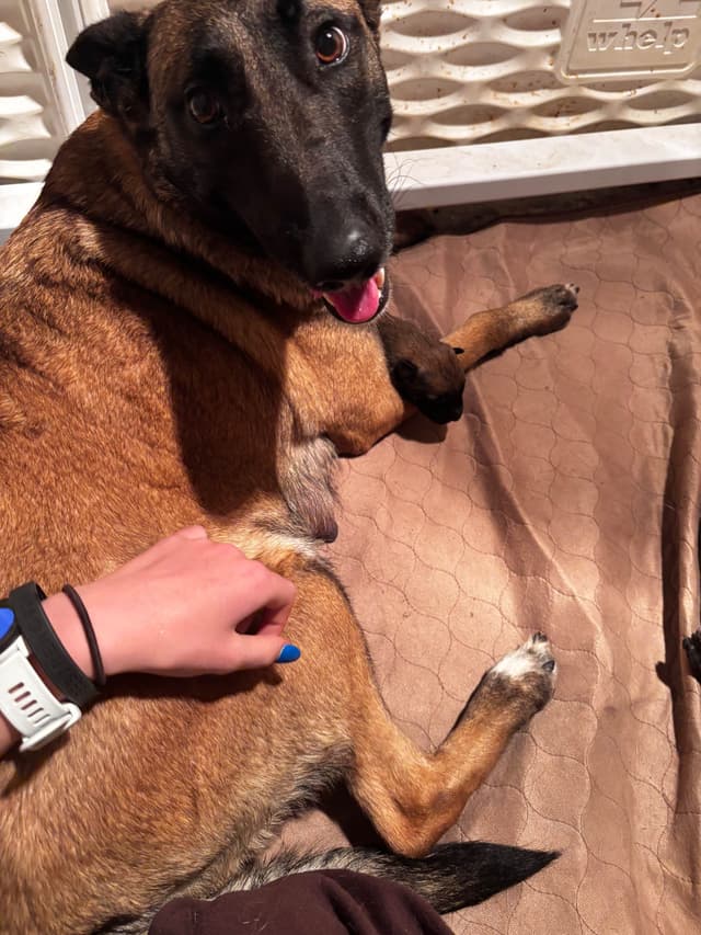 Belgian Malinois Puppies media 5