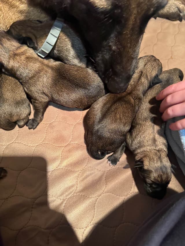 Belgian Malinois Puppies media 24