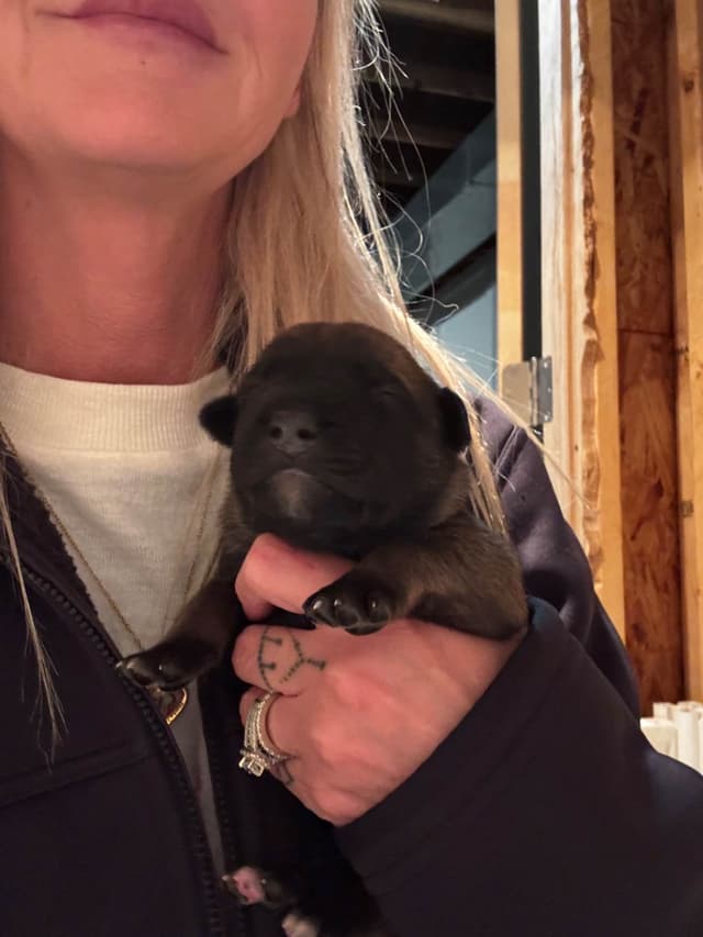 Belgian Malinois Puppies media 8