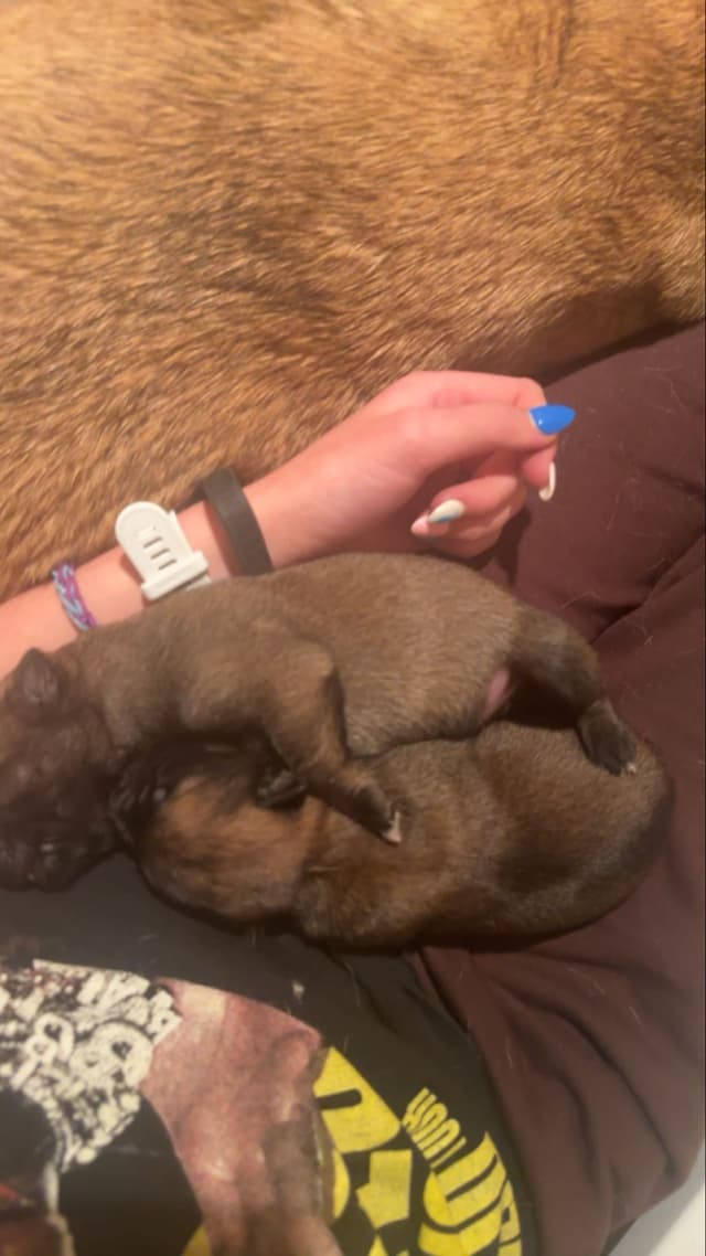 Belgian Malinois Puppies media 9