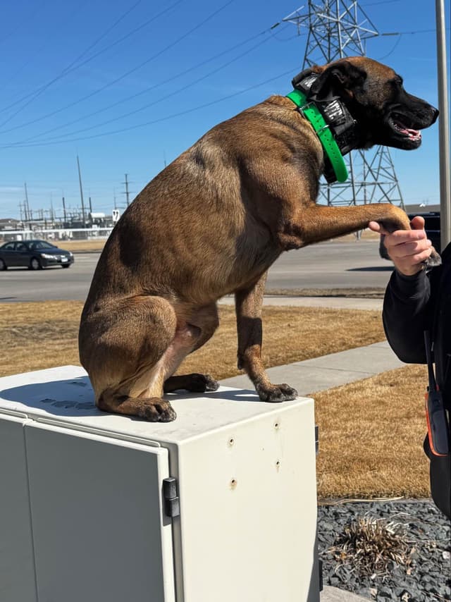 Belgian Malinois Puppies media 10