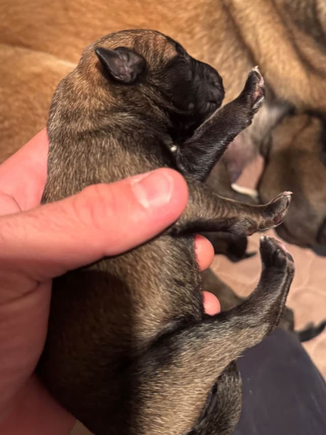 Belgian Malinois Puppies media 11