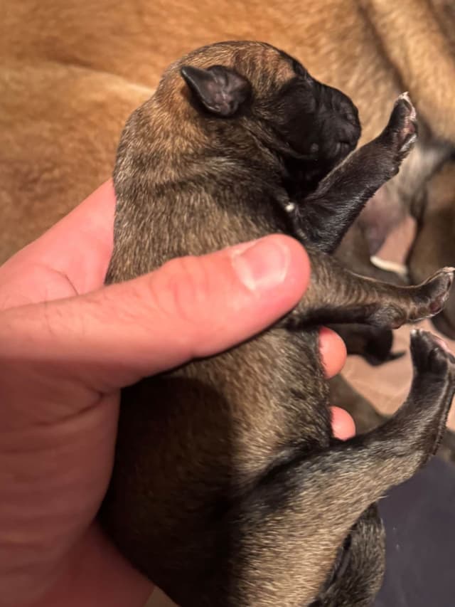 Belgian Malinois Puppies media 12