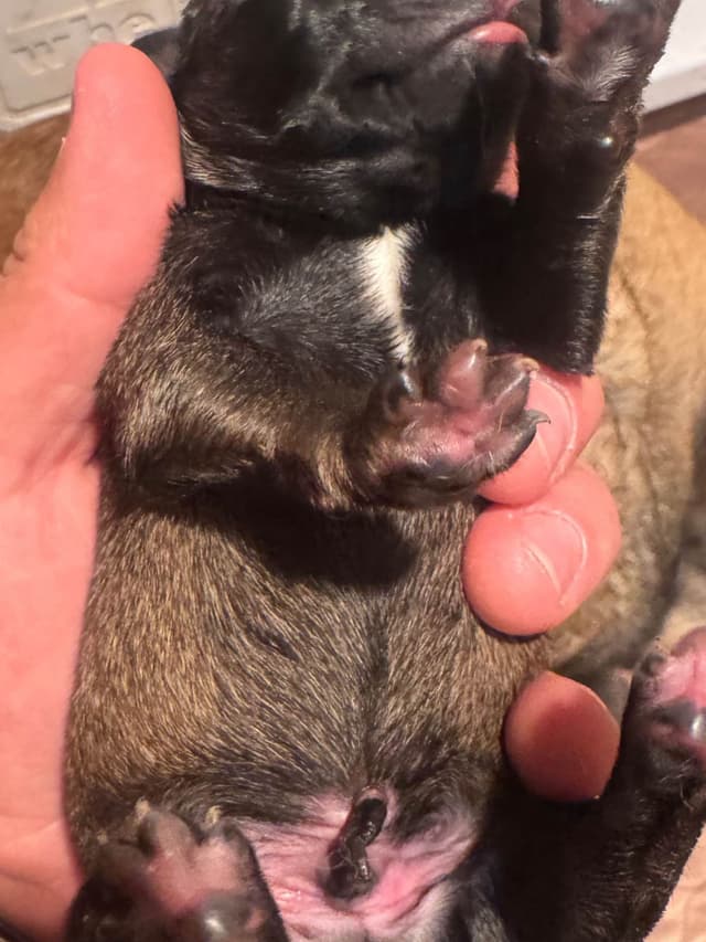 Belgian Malinois Puppies media 13