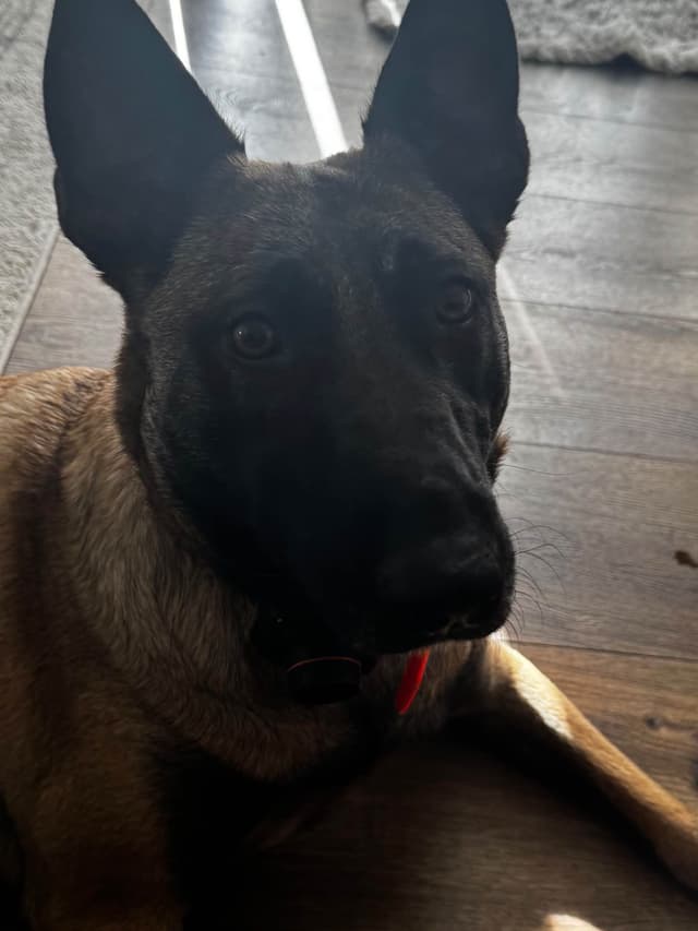 Belgian Malinois Puppies media 14