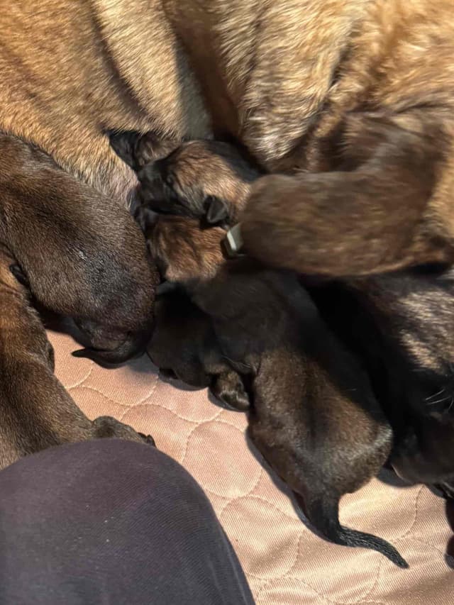 Belgian Malinois Puppies media 16