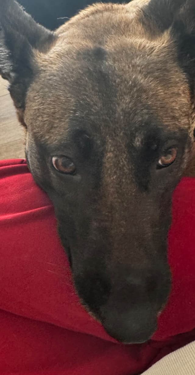 Belgian Malinois Puppies media 17