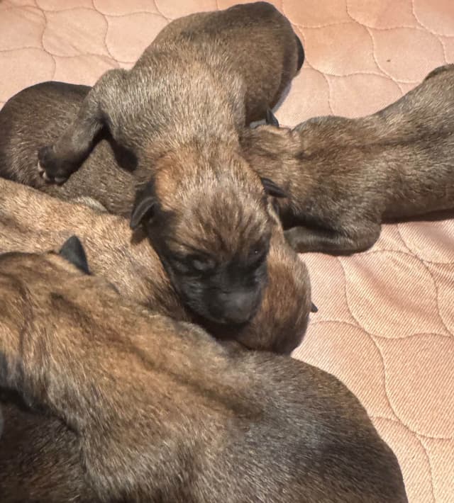 Belgian Malinois Puppies media 18