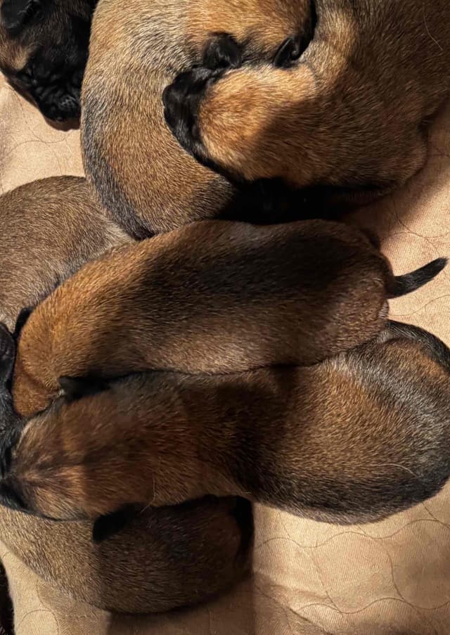 Belgian Malinois Puppies media 19