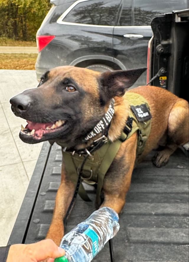 Belgian Malinois Puppies media 20