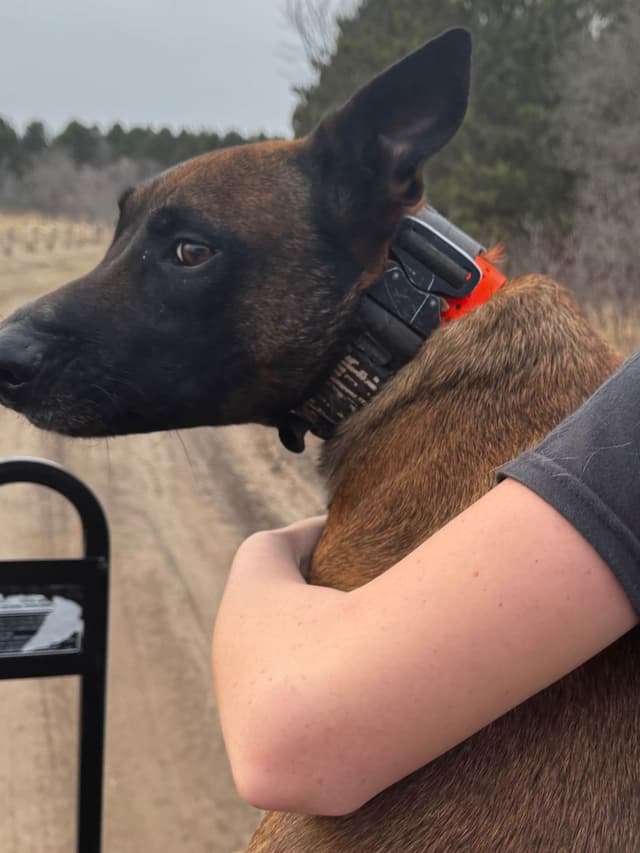 Belgian Malinois Puppies media 21