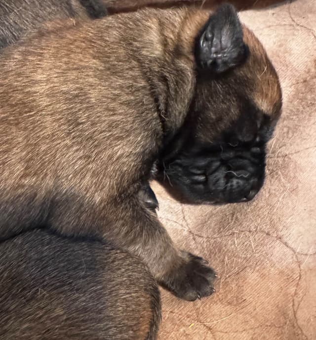 Belgian Malinois Puppies media 23