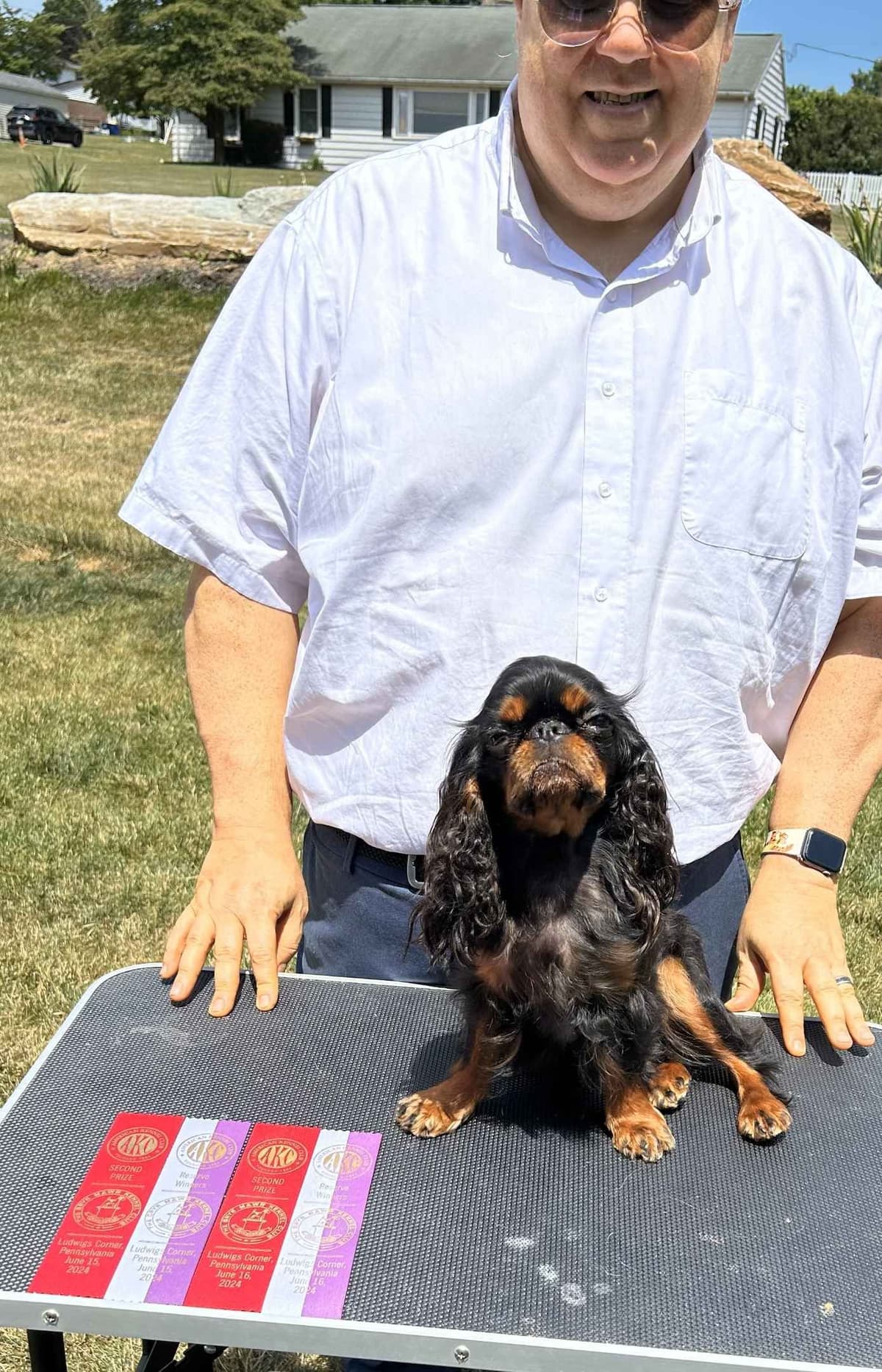 English Toy Spaniel Puppies breeder image 2
