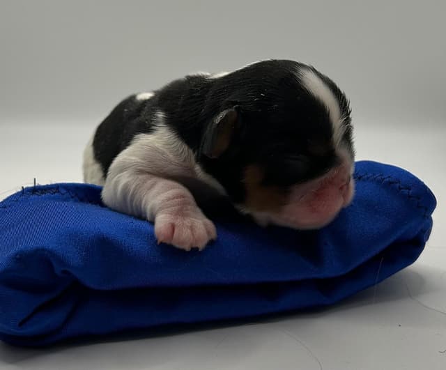 English Toy Spaniel Puppies media 2