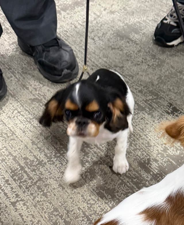 English Toy Spaniel Puppies media 6