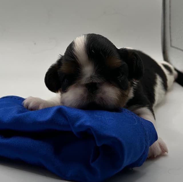 English Toy Spaniel Puppies media 3
