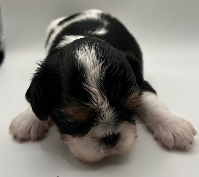 English Toy Spaniel Puppies media 4