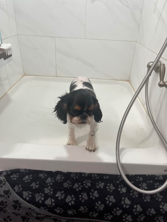 English Toy Spaniel Puppies media 8