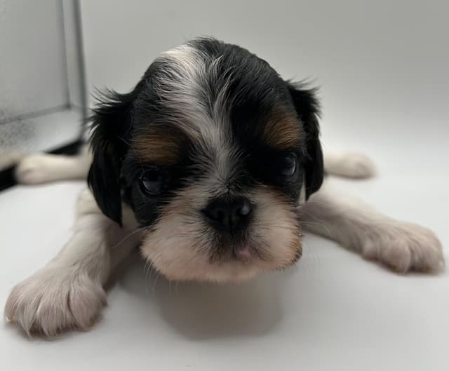 English Toy Spaniel Puppies media 5